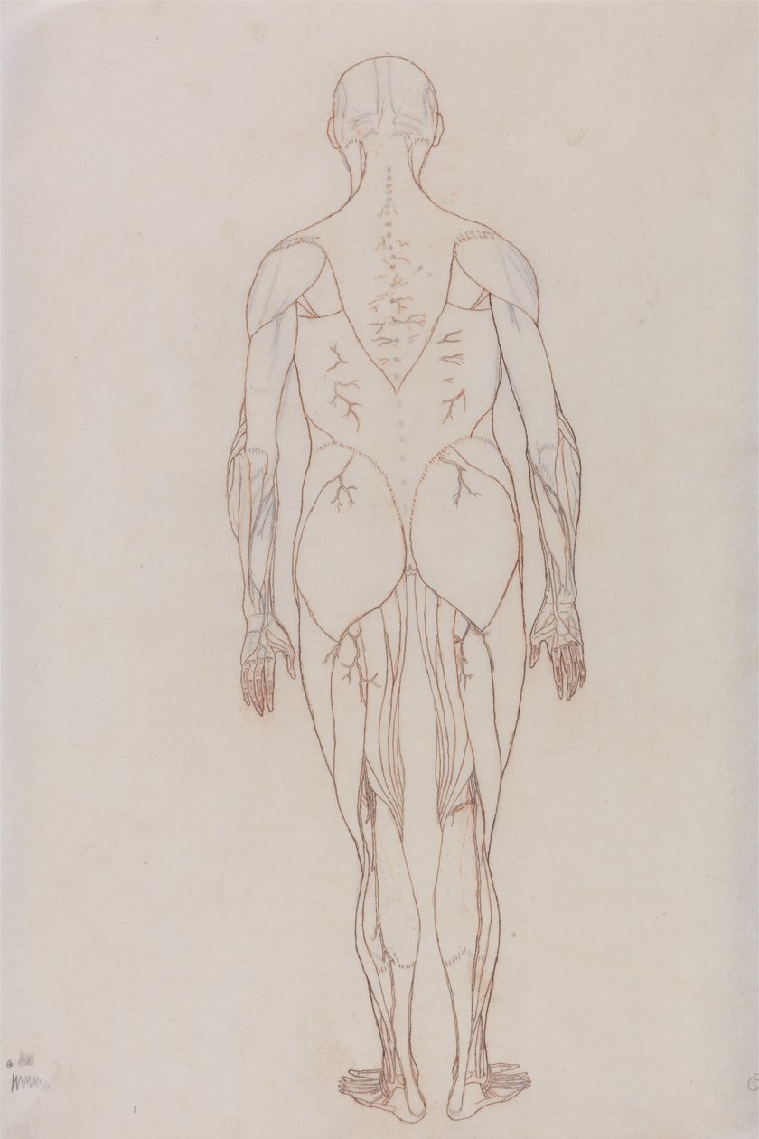 Studio della figura umana, vista posteriore, da A Comparative Anatomical Exposition of the Structure of the Human Body with that of a Tiger and a Common Fowl, c.1795-1806 da George Stubbs
