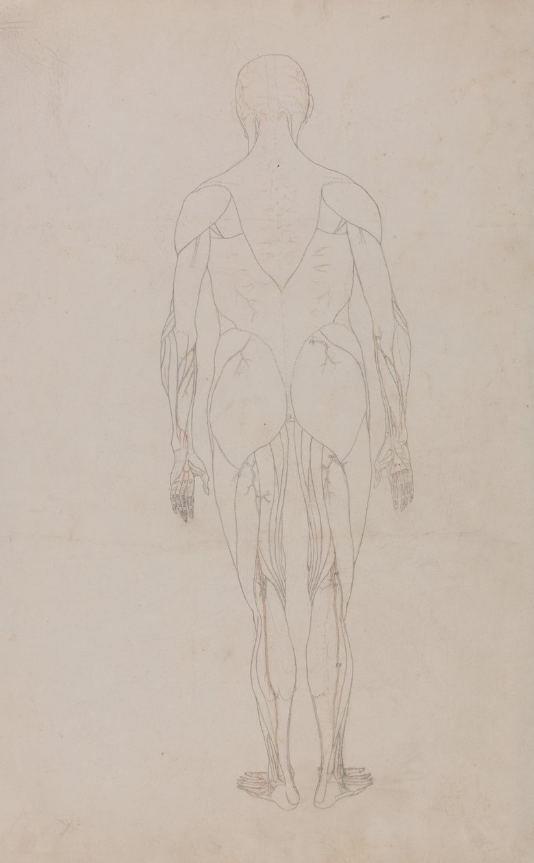 Studio della figura umana, vista posteriore, da A Comparative Anatomical Exposition of the Structure of the Human Body with that of a Tiger and a Common Fowl, c.1795-1806 da George Stubbs