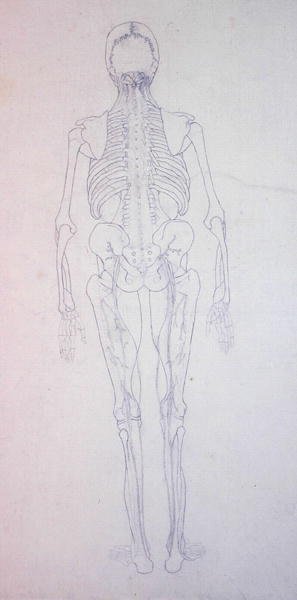 Studio della figura umana, vista posteriore, da A Comparative Anatomical Exposition of the Structure of the Human Body with that of a Tiger and a Common Fowl, c.1795-1806 da George Stubbs