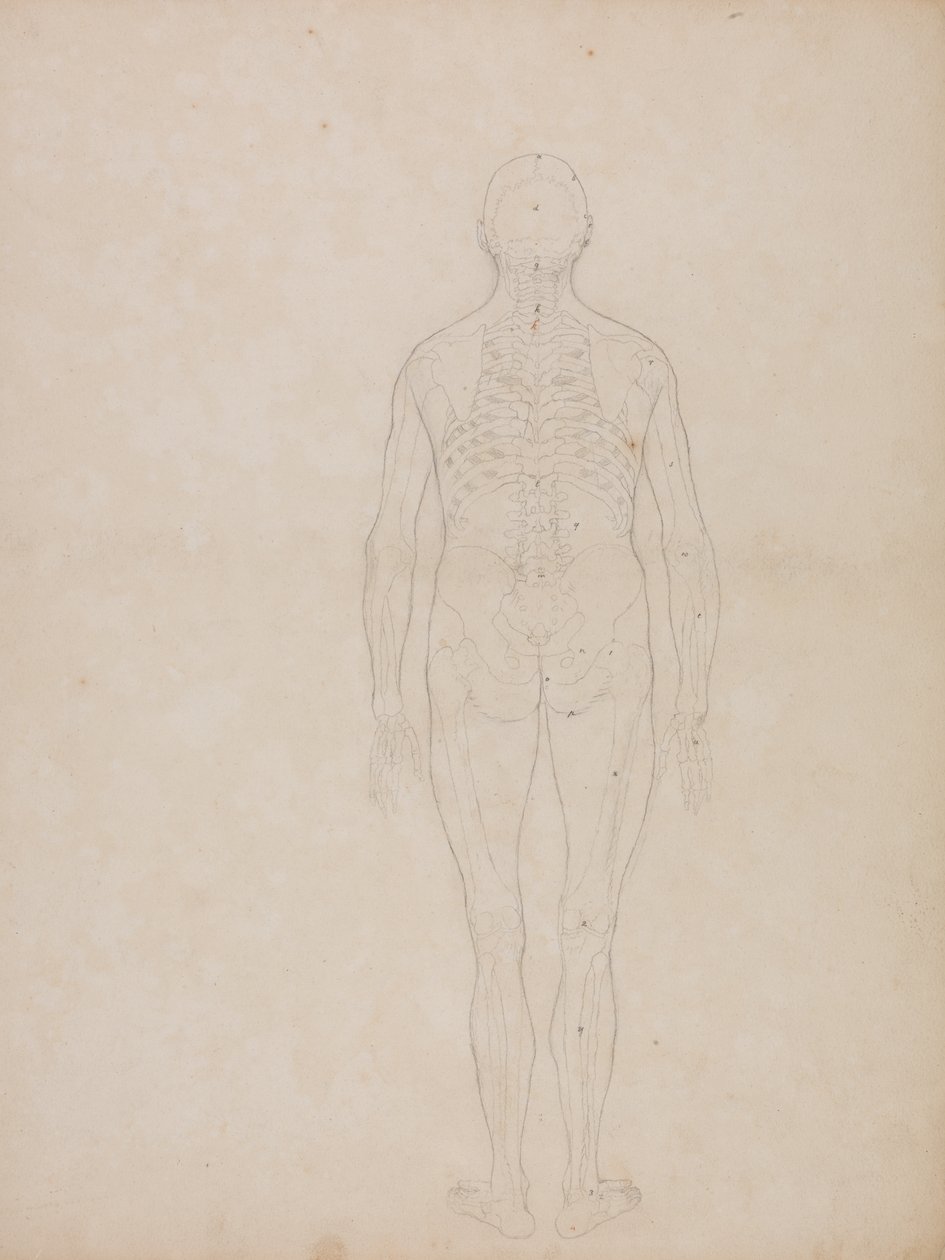 Studio della figura umana, vista posteriore, da A Comparative Anatomical Exposition of the Structure of the Human Body with that of a Tiger and a Common Fowl, c.1795-1806 da George Stubbs