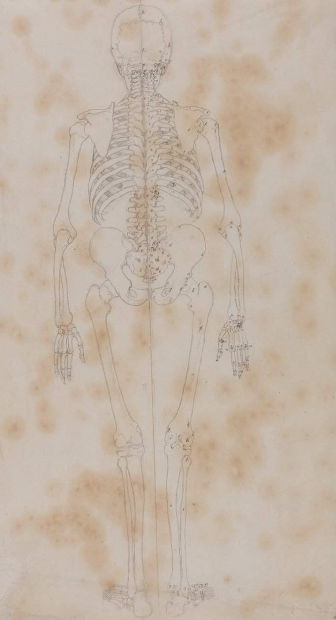 Studio della figura umana, vista posteriore, da A Comparative Anatomical Exposition of the Structure of the Human Body with that of a Tiger and a Common Fowl, c.1795-1806 da George Stubbs