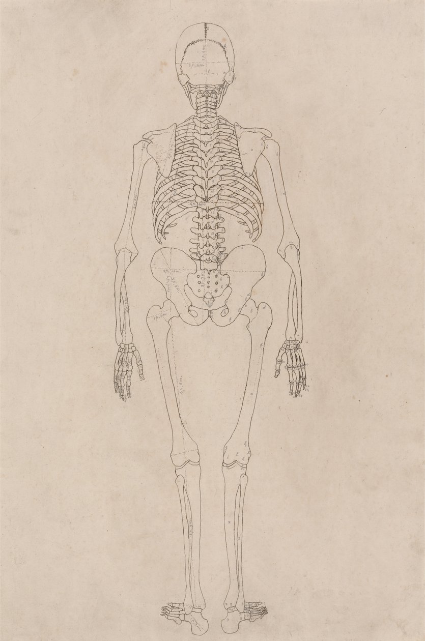 Studio della figura umana, vista posteriore, da A Comparative Anatomical Exposition of the Structure of the Human Body with that of a Tiger and a Common Fowl, c.1795-1806 da George Stubbs