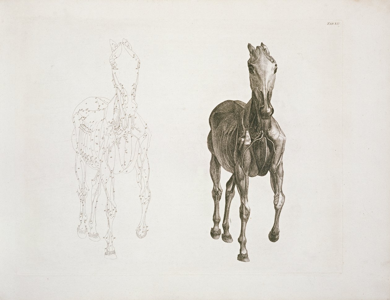 Tab. VIII, da 