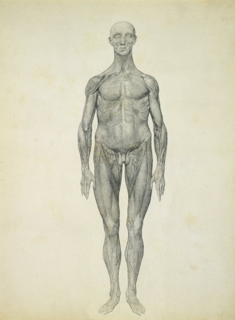 La figura umana, vista anteriore, dalla serie 