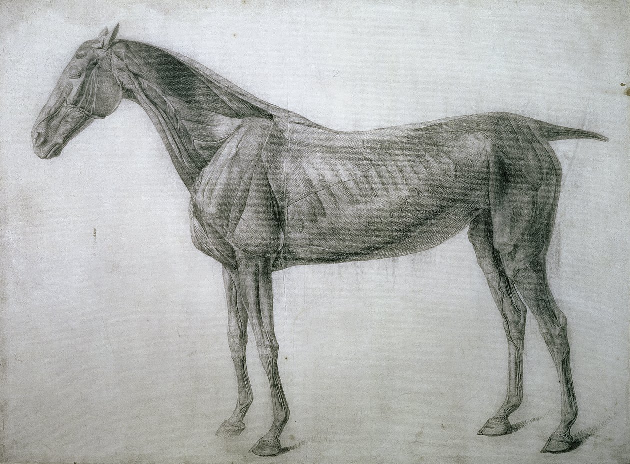 Studio dei muscoli: disegno ecorché visto dal fianco, dalla 13ª tavola anatomica, dall