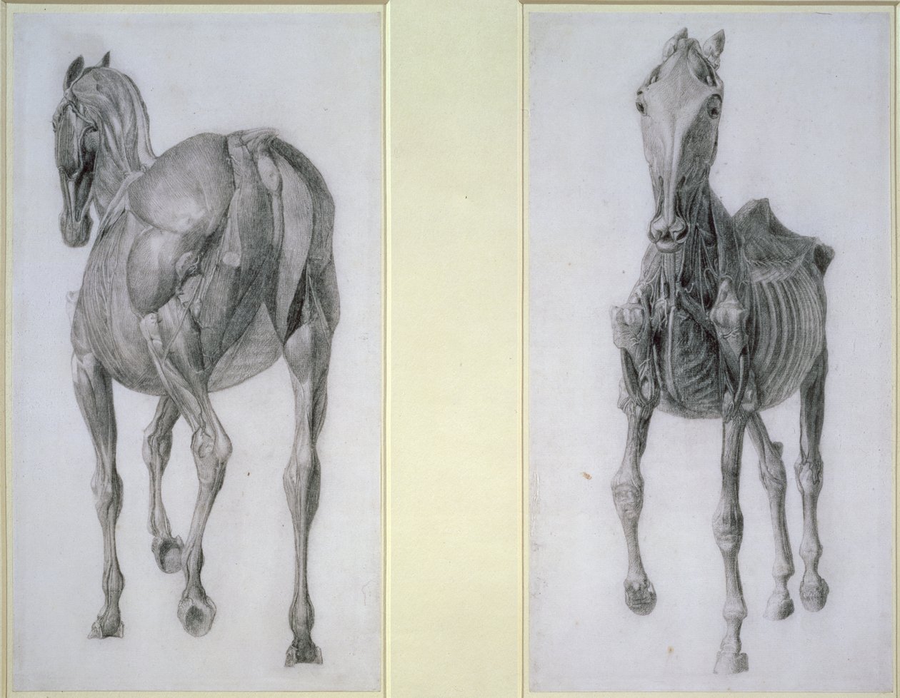 Studio dei muscoli: viste frontali e posteriori, dalla 13ª tavola anatomica, dall