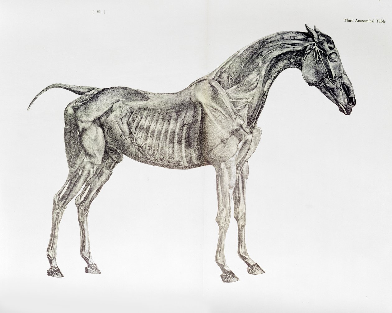 Terza tavola anatomica, da 