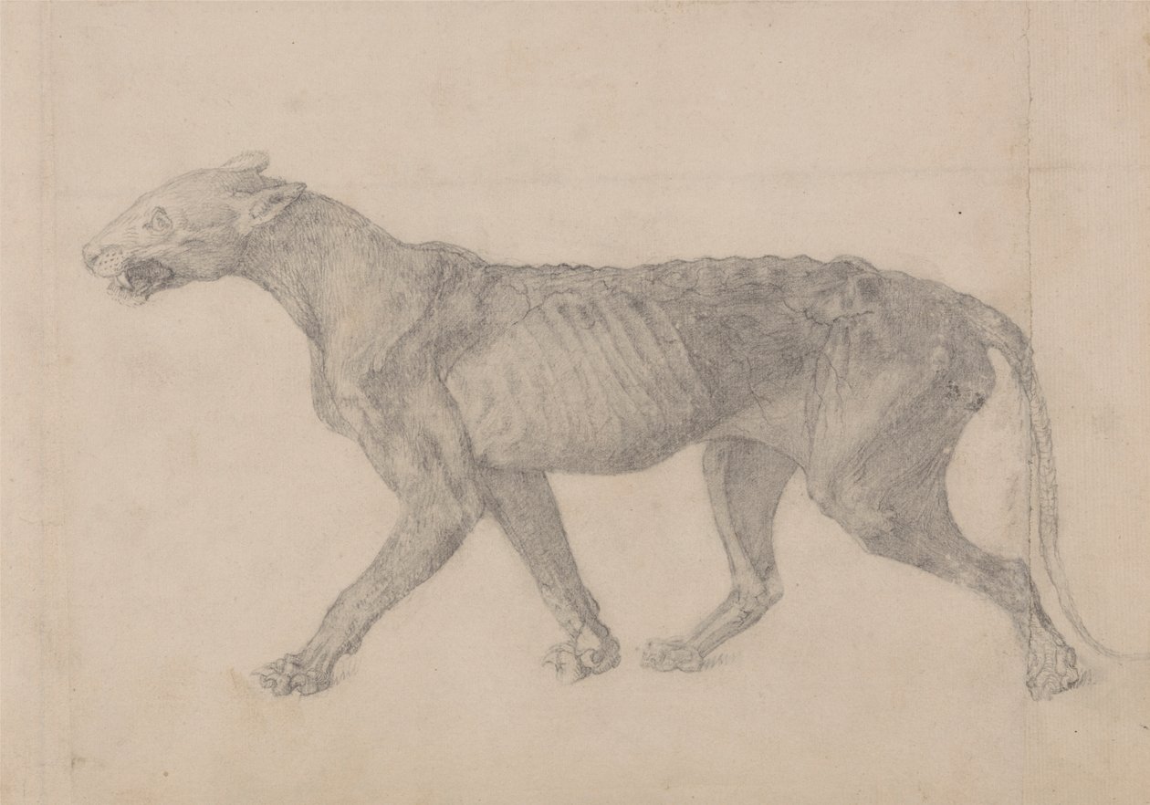 Corpo di tigre, vista laterale (primo di nove disegni di un altro esemplare di tigre) da George Stubbs