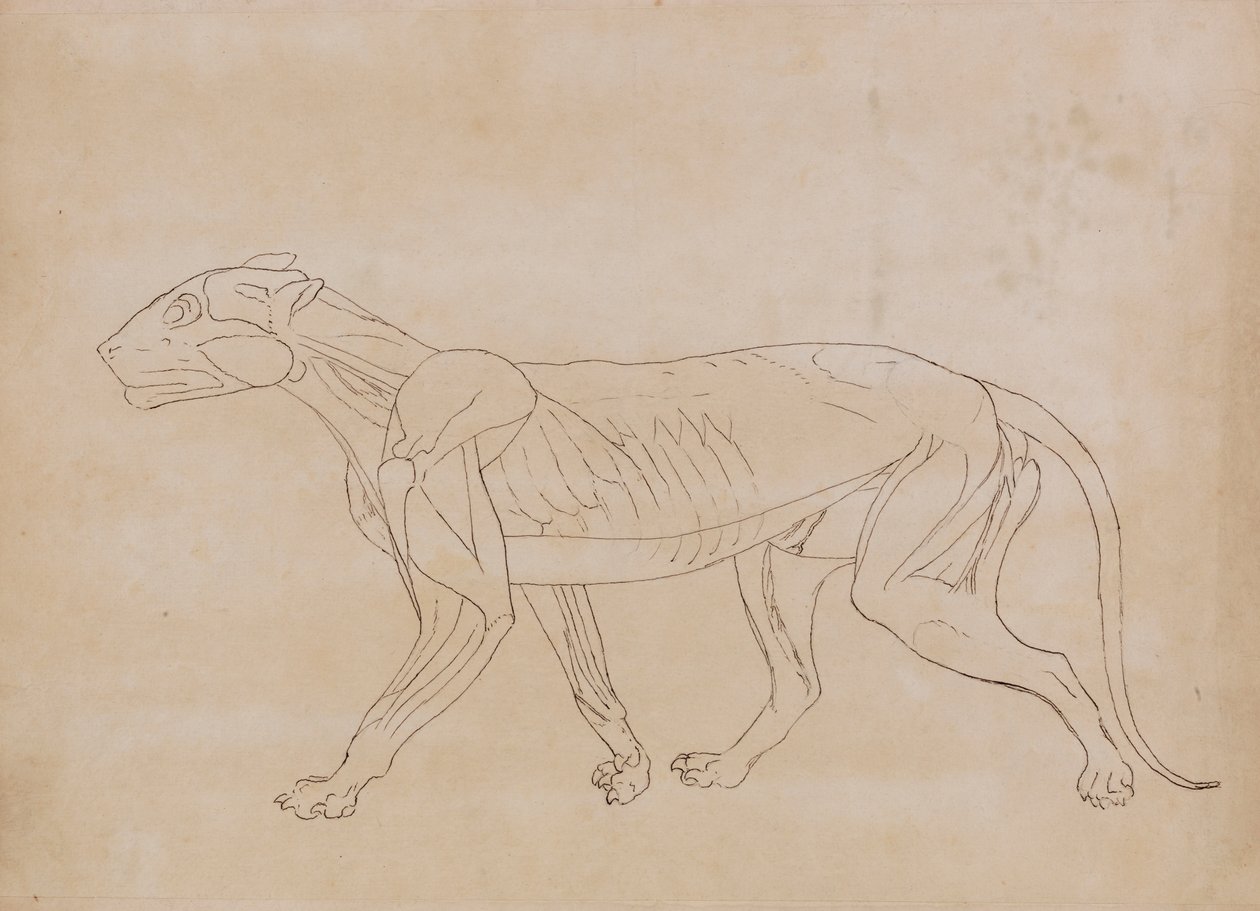 Corpo di Tigre, Vista Laterale (Disegno di contorno per una figura chiave) da George Stubbs