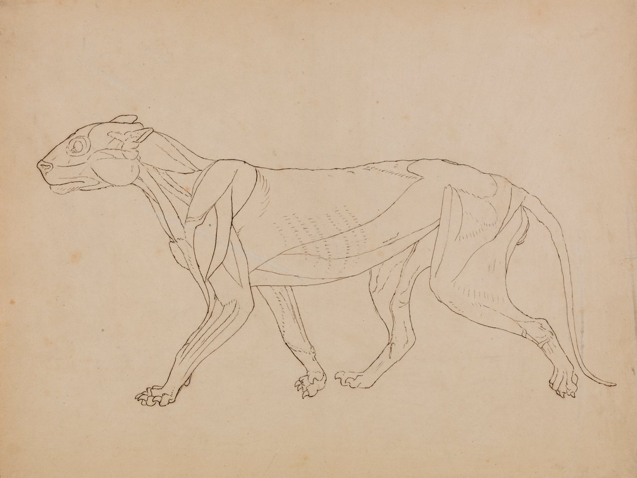 Corpo di Tigre, Vista Laterale (Probabilmente Fatto come Base per una Figura Chiave) da George Stubbs