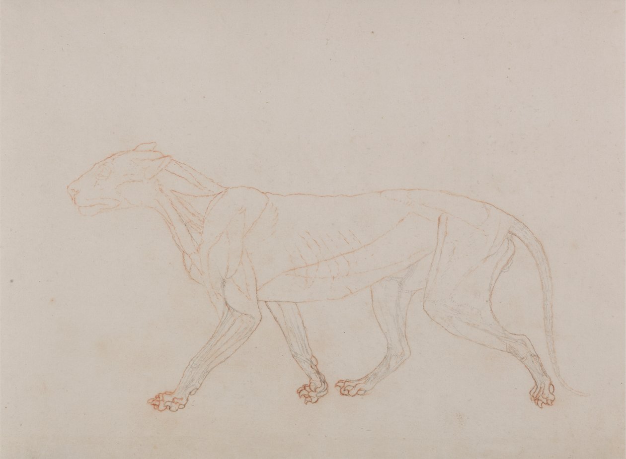 Corpo di tigre, vista laterale (mostra la terza fase della dissezione) da George Stubbs
