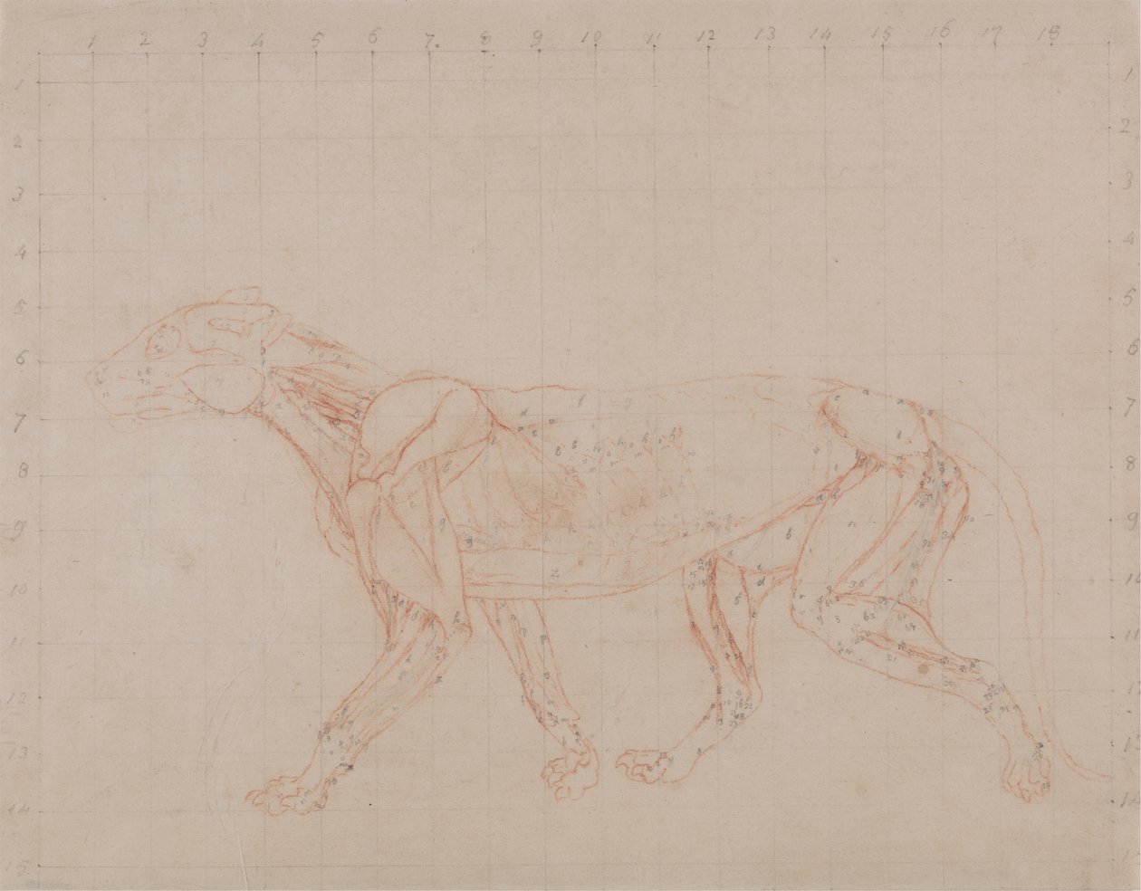 Corpo di tigre, vista laterale (studio della quarta fase della dissezione che mostra i muscoli più profondi) da George Stubbs