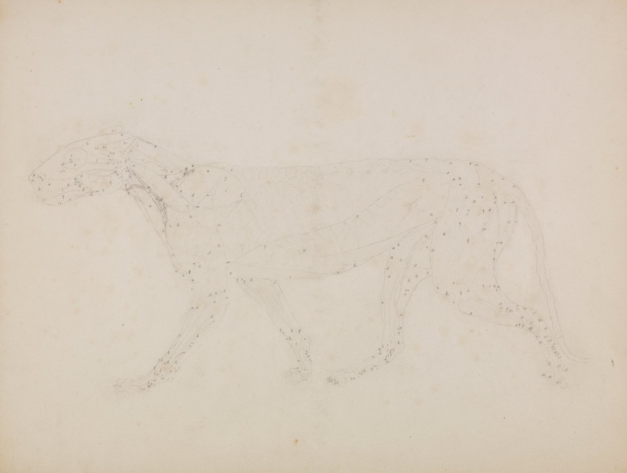 Corpo di tigre, vista laterale da George Stubbs