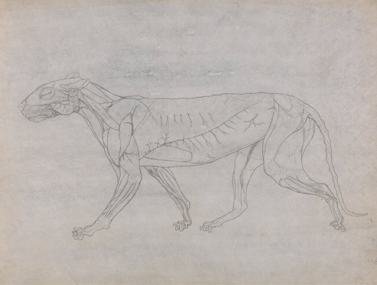 Corpo di Tigre, Vista Laterale da George Stubbs