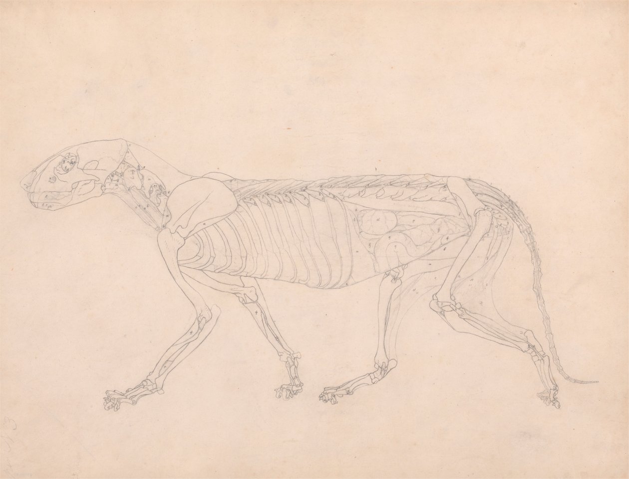 Corpo di tigre, vista laterale da George Stubbs