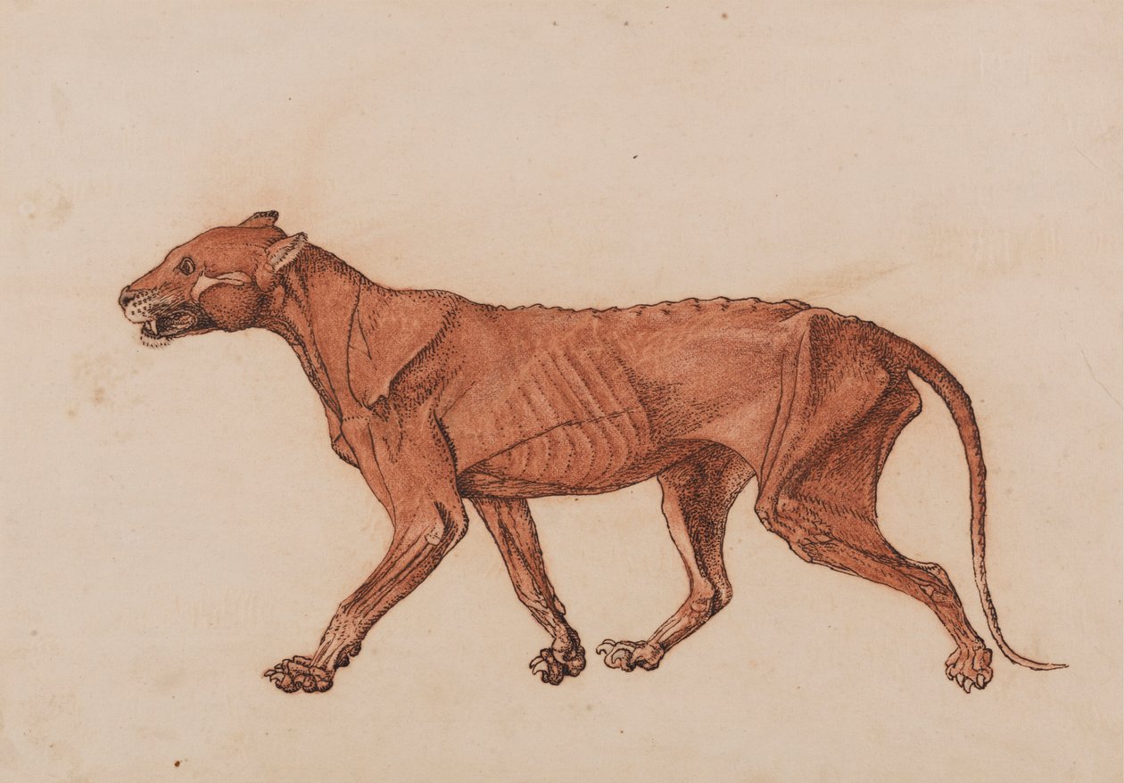 Corpo di tigre, vista laterale da George Stubbs