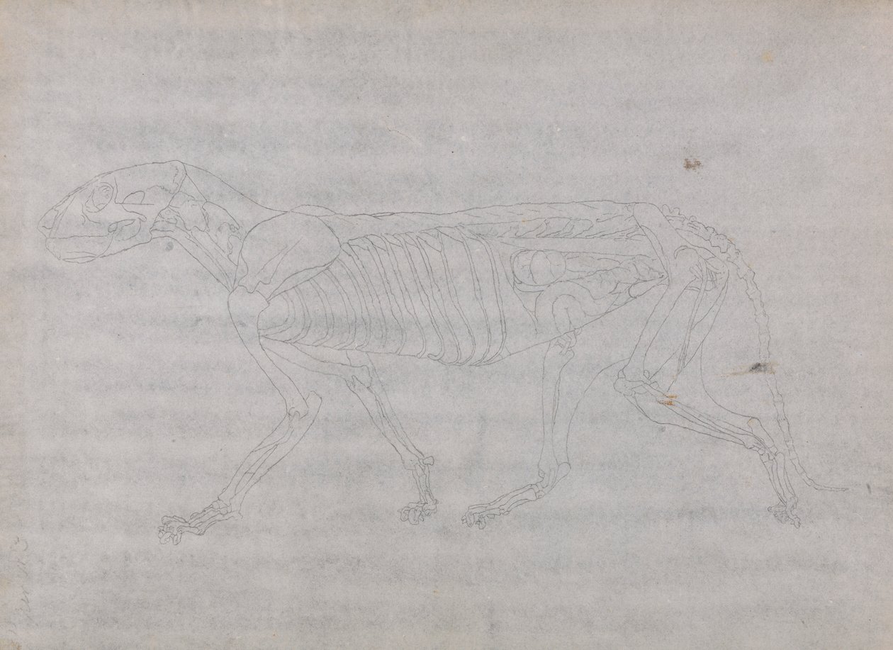 Corpo di tigre, vista laterale da George Stubbs