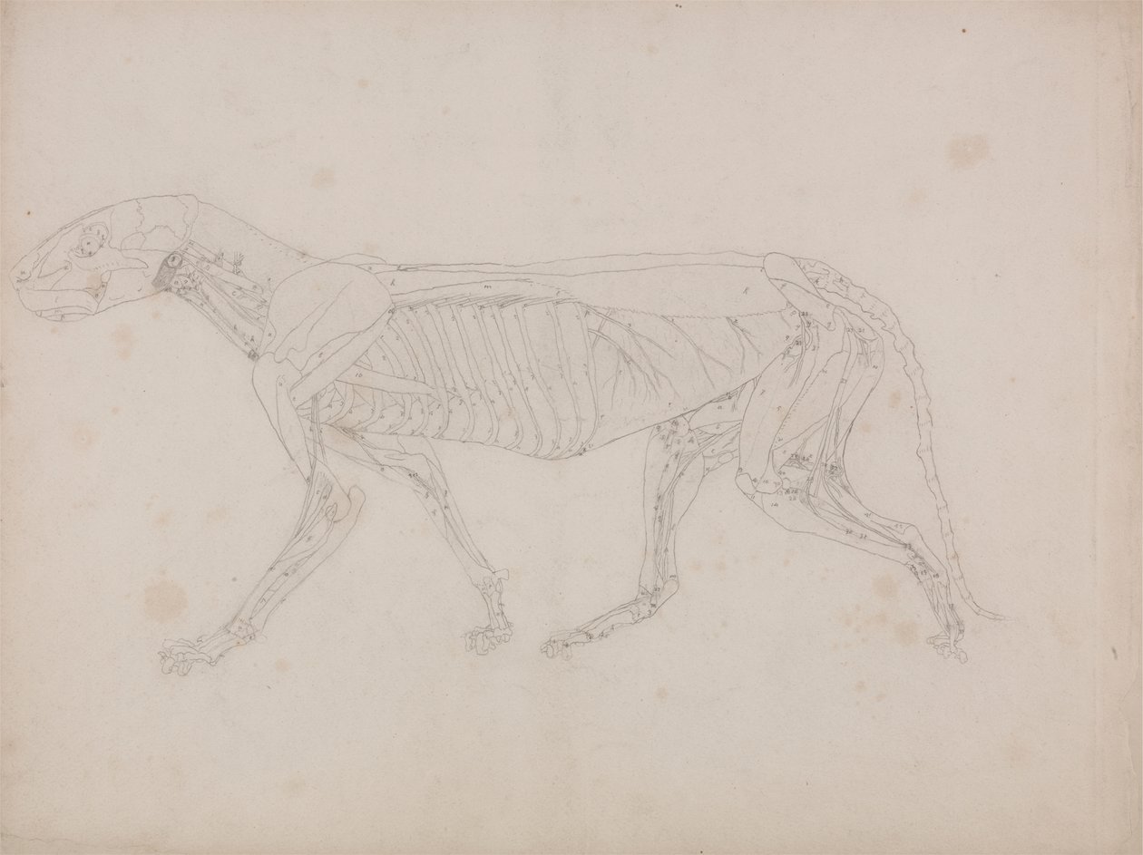 Corpo di tigre, vista laterale da George Stubbs