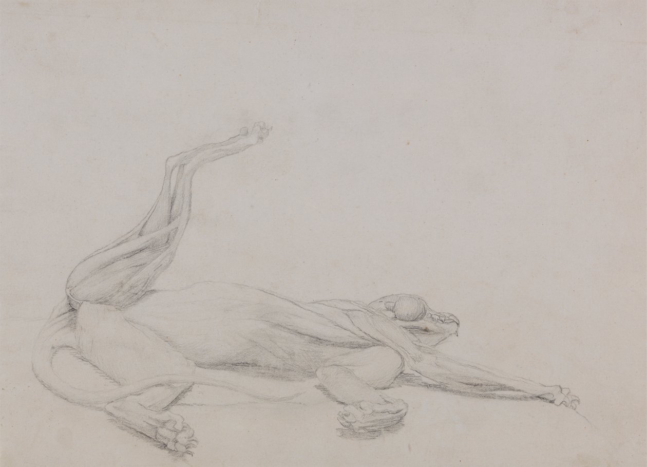 Corpo di tigre, sdraiato, visto ventralmente da George Stubbs