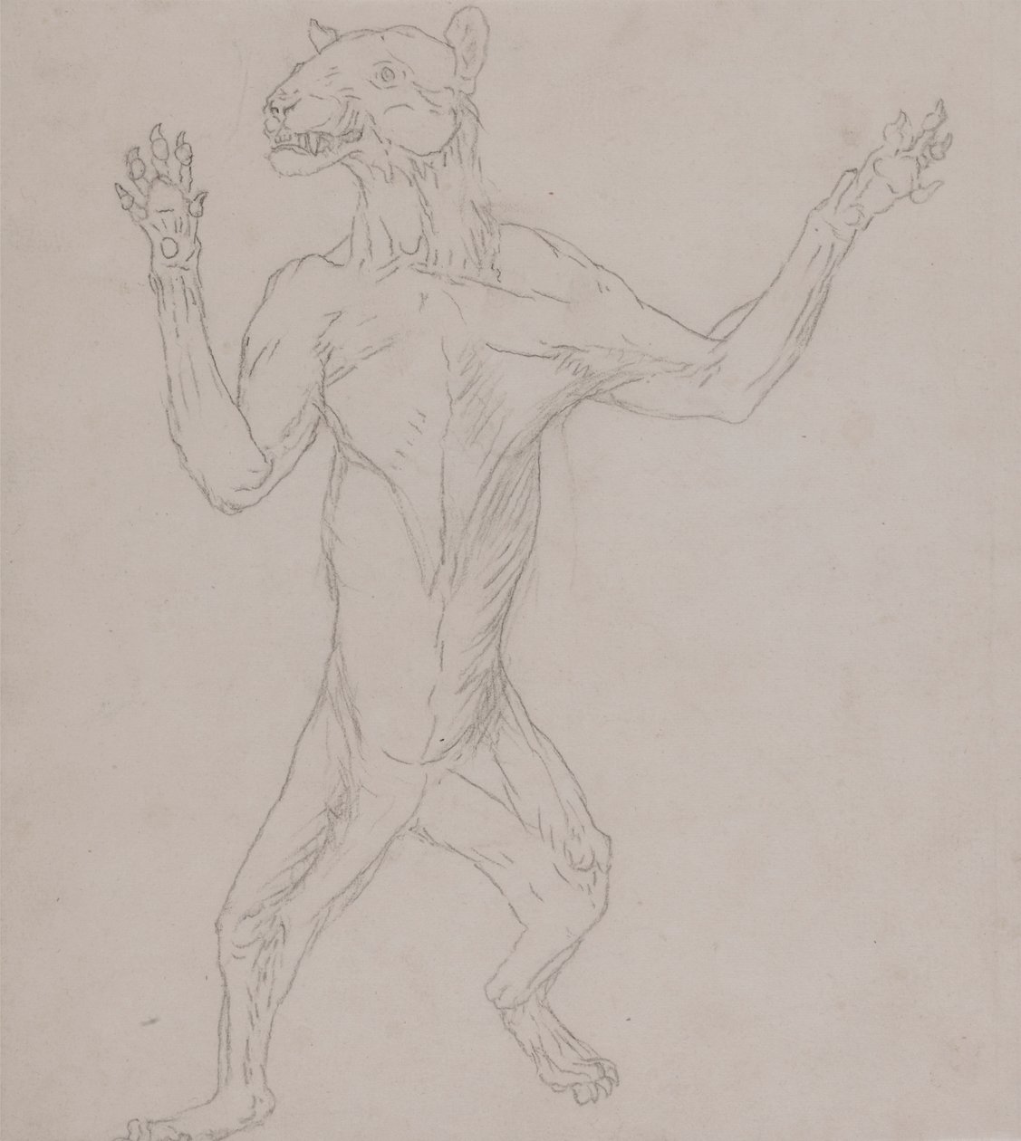 Corpo di Tigre, in Posizione Umana da George Stubbs