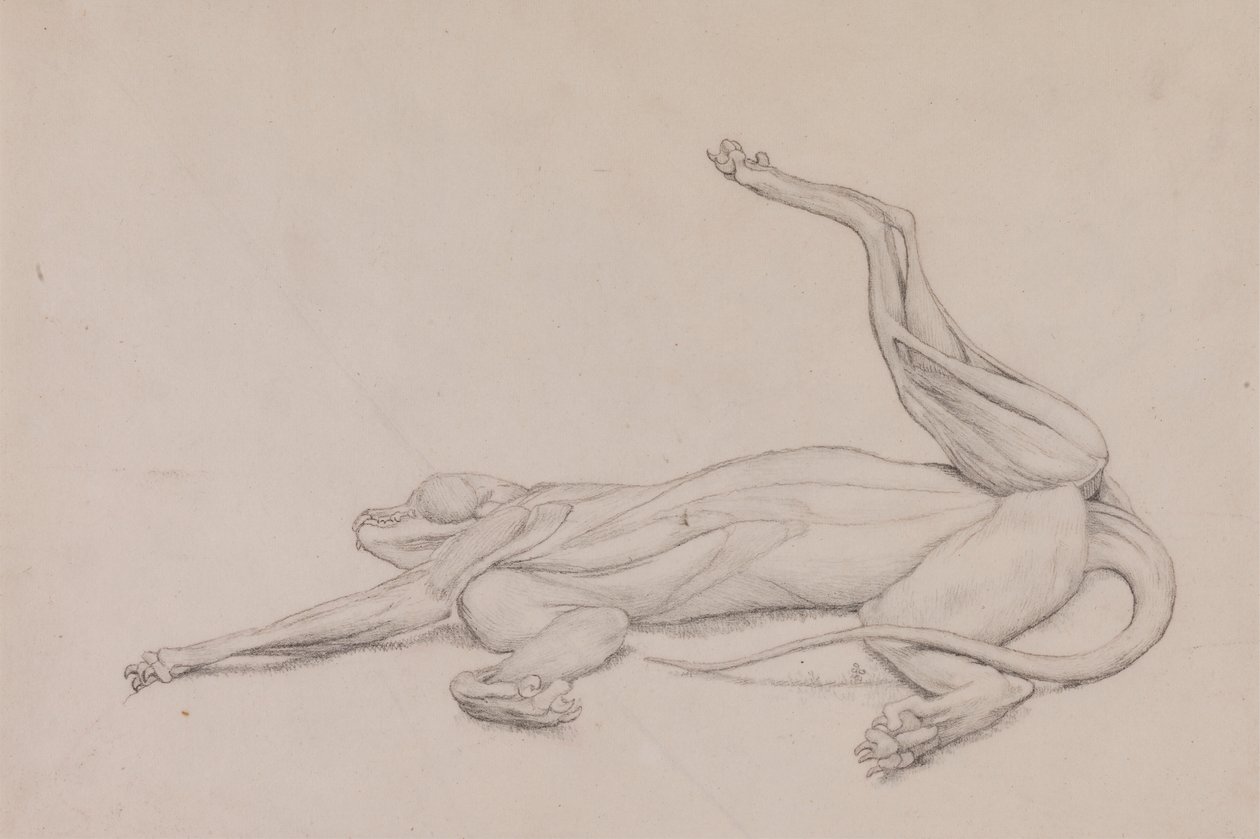 Tigre, distesa, vista ventralmente da George Stubbs