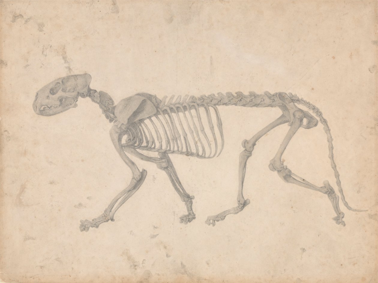 Scheletro di tigre, vista laterale da George Stubbs