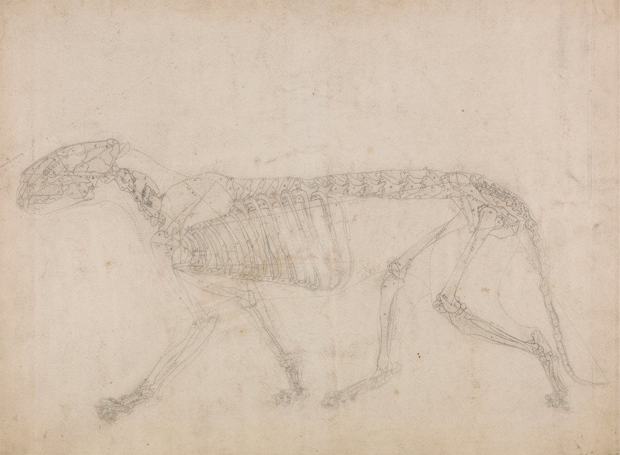 Scheletro di tigre, vista laterale da George Stubbs