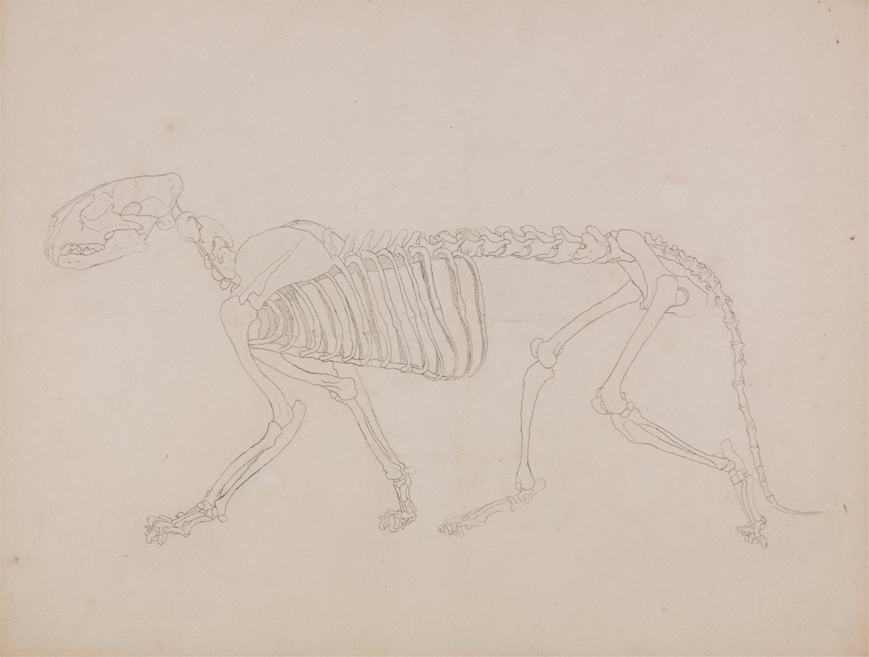 Scheletro di Tigre, Vista Laterale da George Stubbs