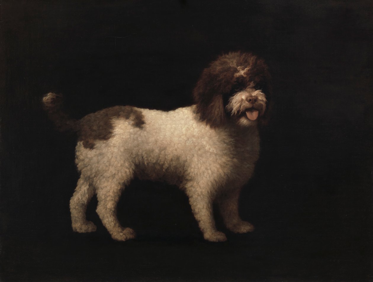 Spaniel d