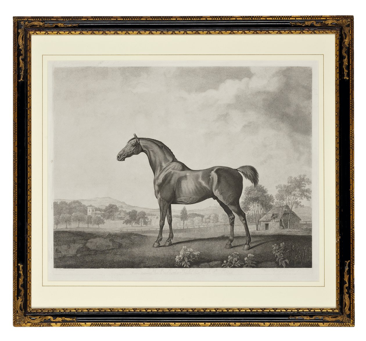 Sweetwilliam da George Townley Stubbs