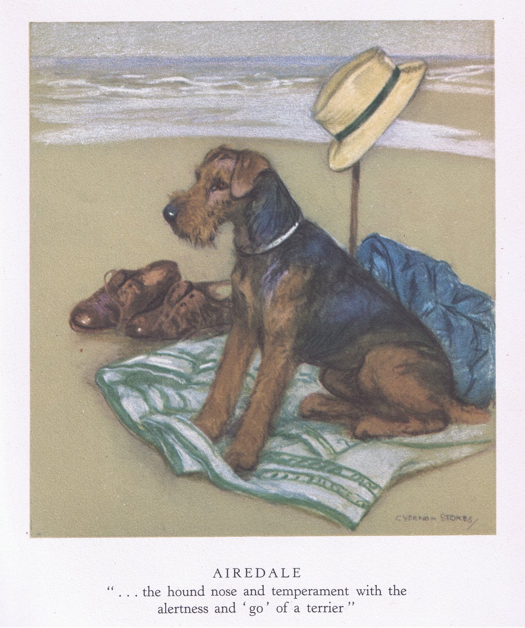 Airedale (litografia a colori) da George Vernon Stokes