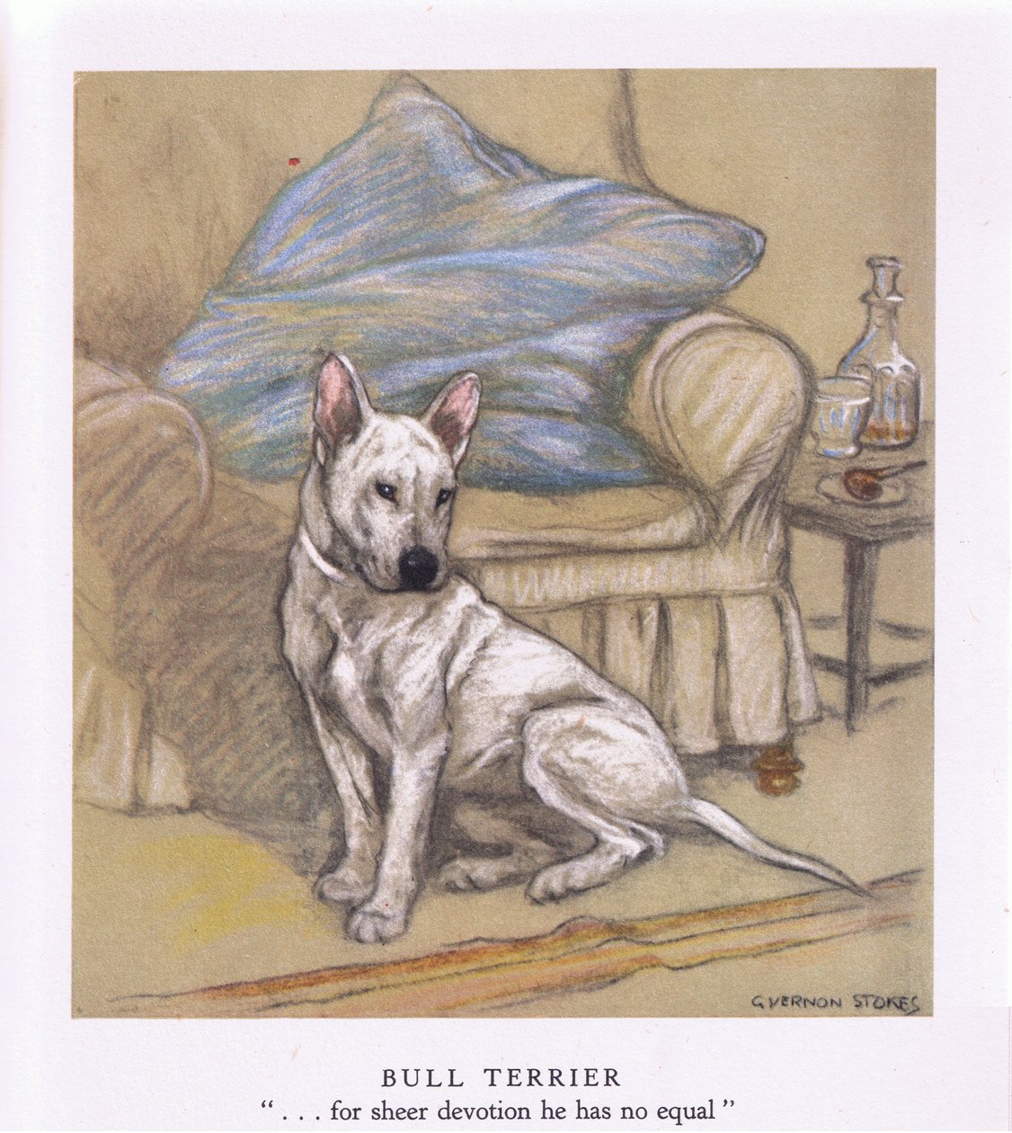Bull Terrier (litografia a colori) da George Vernon Stokes