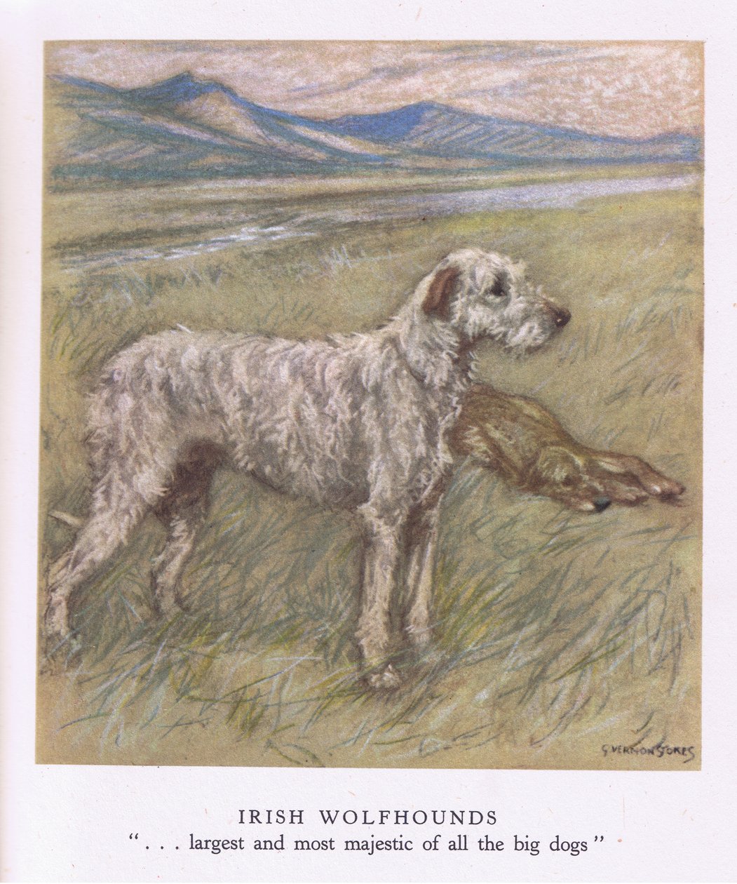 Irish Wolfhounds (litografia a colori) da George Vernon Stokes