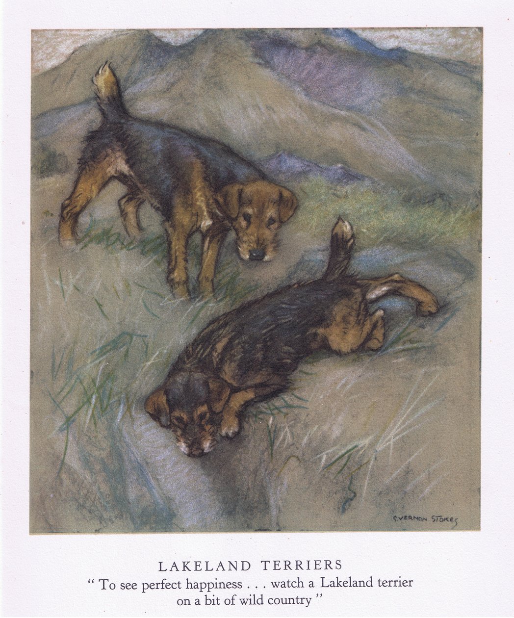 Lakeland Terrier (litografia a colori) da George Vernon Stokes