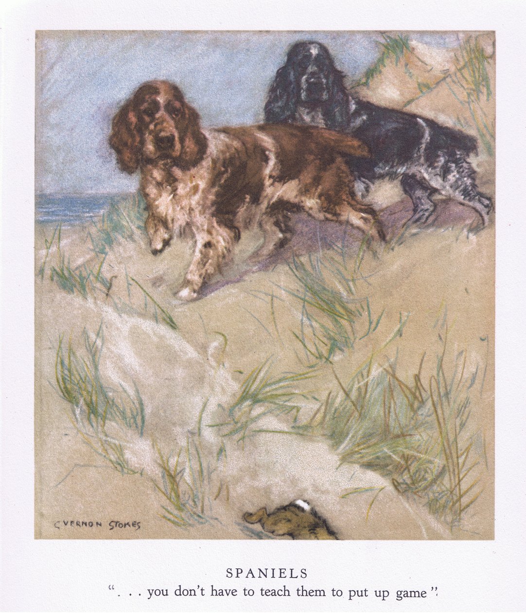 Spaniels (litografia a colori) da George Vernon Stokes
