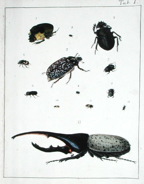 Vari coleotteri, tavola I da 