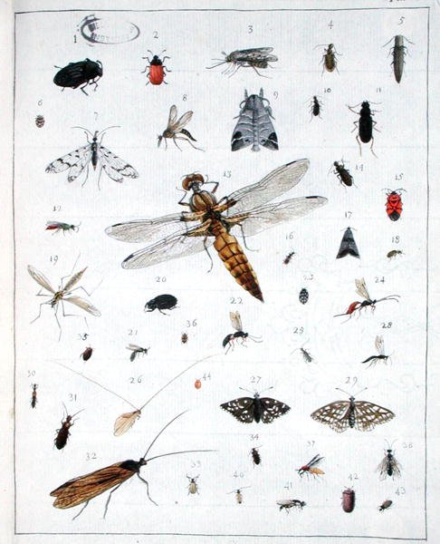 Vari insetti, tavola III da 