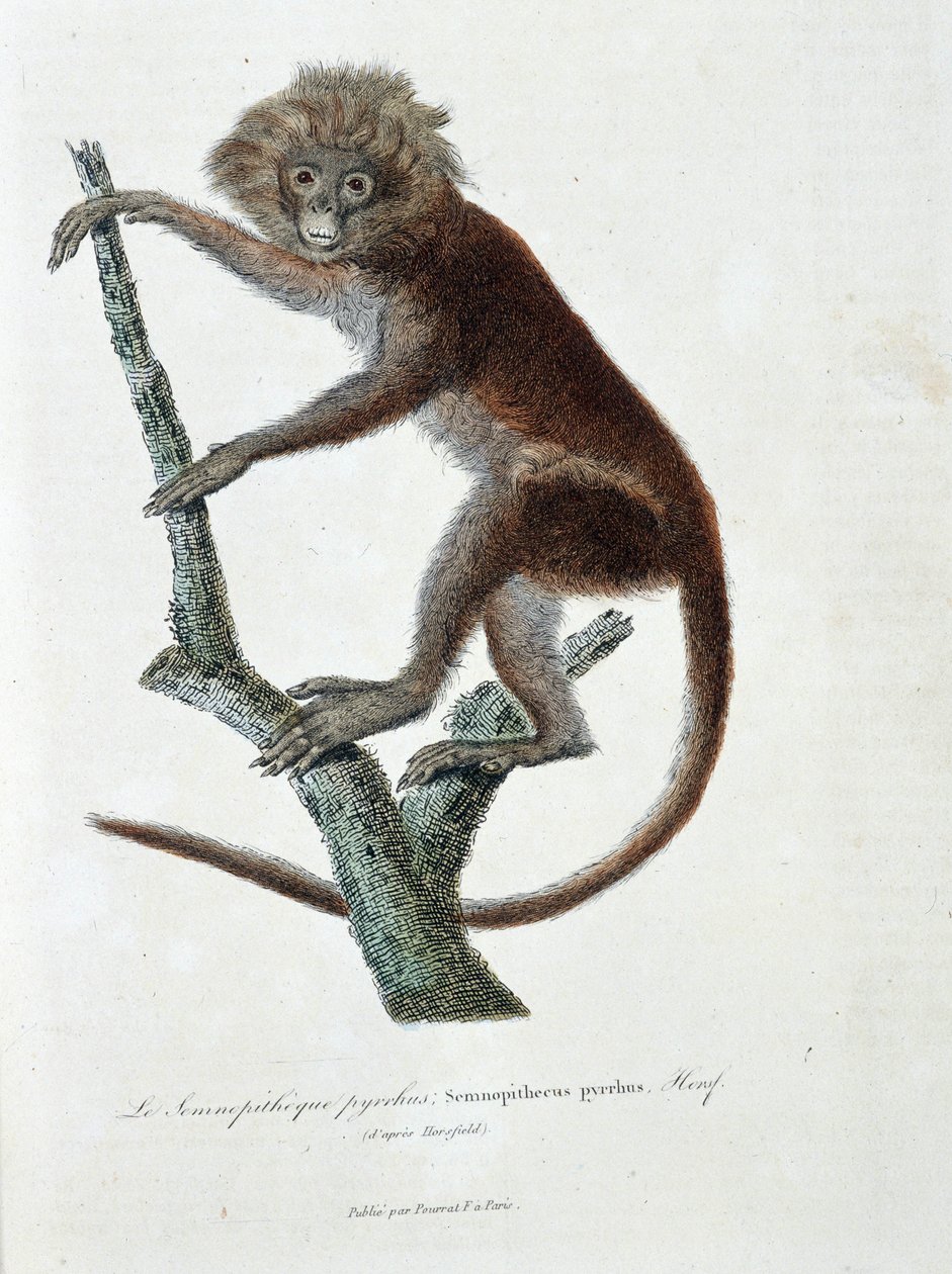 Tavola zoologica raffigurante Semnopitheque pyrrhus; Semnopithecus pyrrhus (da Horsfield) - in "Complete Works of Buffon" di Georges Louis Leclerc, Conte di Buffon (1707 - 1788). Incisione del 1837 da Georges Louis Leclerc