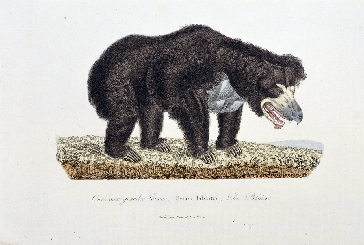 Tavola di storia naturale: Tavola zoologica che raffigura l