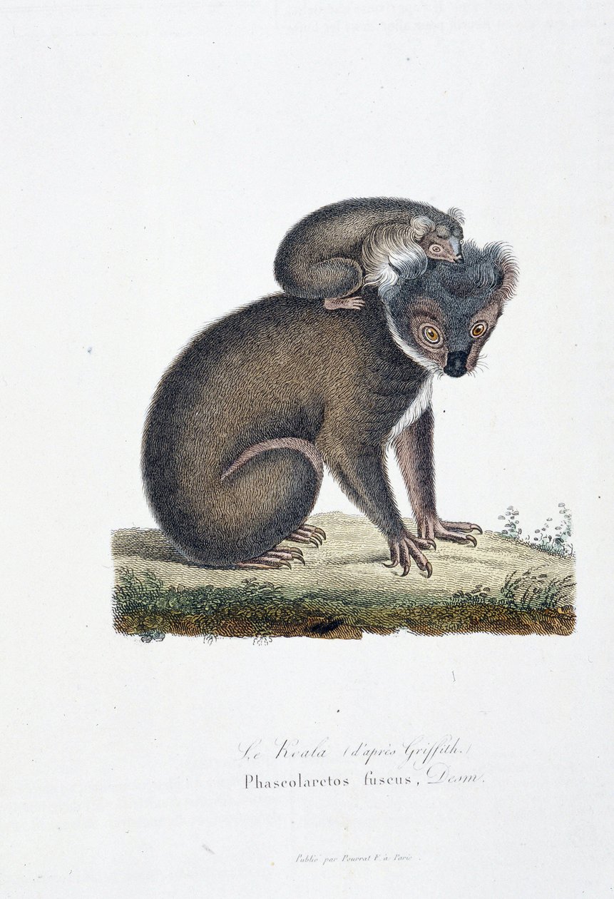 Tavola zoologica rappresentante il Koala (dopo Griffith), Phascolarctos Fuscus - in "Completes of Buffon" di Georges Louis Leclerc, Conte di Buffon (1707 - 1788). Incisione del 1837 da Georges Louis Leclerc