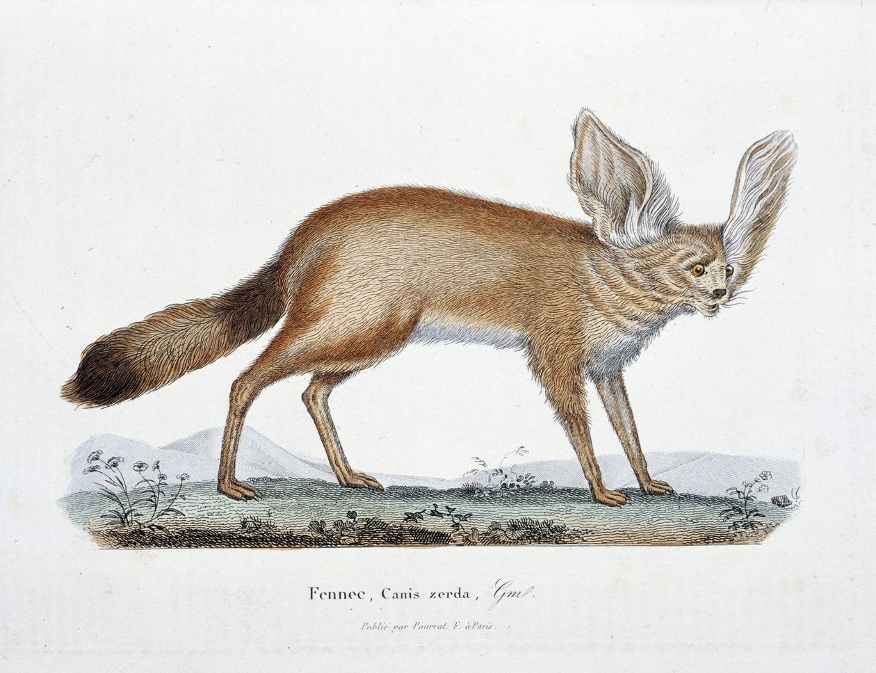 Tavola di Storia Naturale: Tavola zoologica rappresentante il Fennec, Canis zerda - in "Opere Complete di Buffon" del naturalista Georges Louis Leclerc, Conte di Buffon (1707 - 1788). Incisione del 1837. da Georges Louis Leclerc