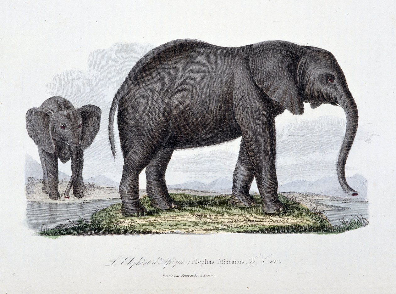 Tavola di storia naturale: Tavola zoologica che rappresenta l