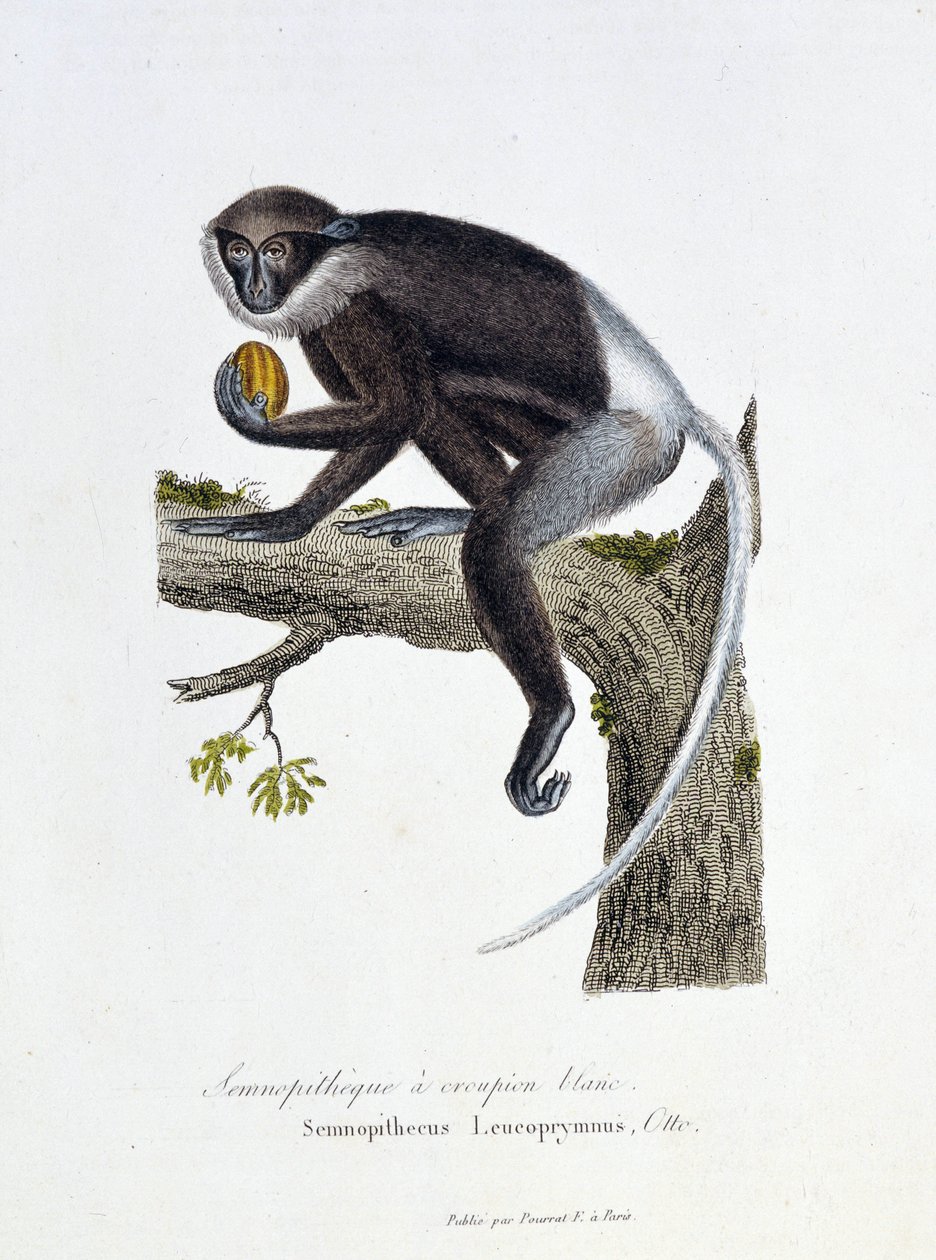 Tavola zoologica rappresentante il Semnopiteco dalla groppa bianca, Semnopithecus Leucoprymnus, Otto - in "Completes of Buffon" del naturalista Georges Louis Leclerc, Conte di Buffon (1707 - 1788). Incisione del 1837 da Georges Louis Leclerc