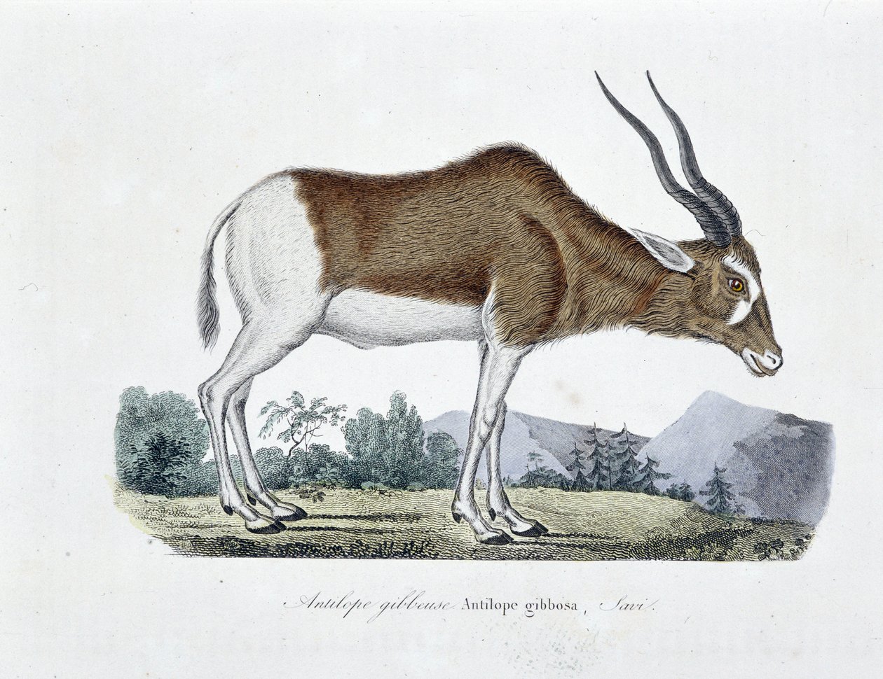 Tavola di Storia Naturale: Tavola zoologica raffigurante l