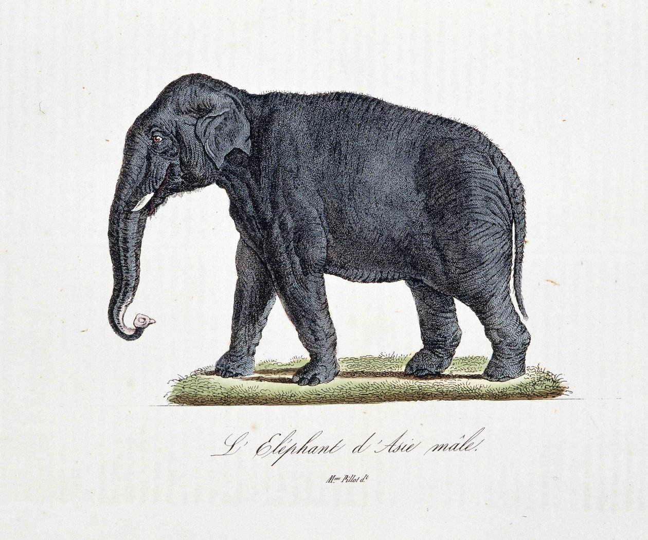 Storia naturale: Carta zoologica che raffigura l