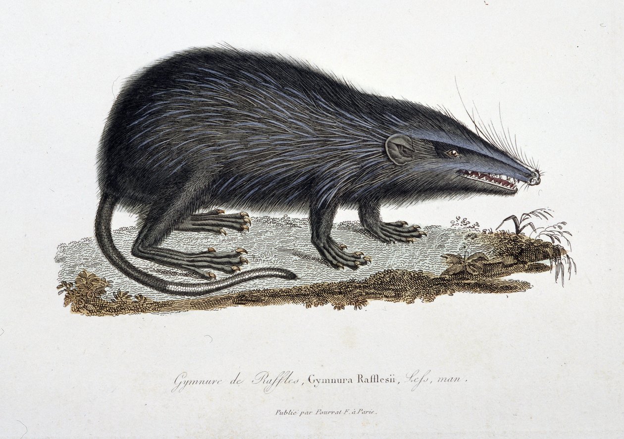 Tavola zoologica raffigurante il Gymnure di Raffles, Gymnura Rafflesii, Lefs, uomo - in "Completes of Buffon" di Georges Louis Leclerc, Conte di Buffon (1707 - 1788). Incisione del 1837 da Georges Louis Leclerc