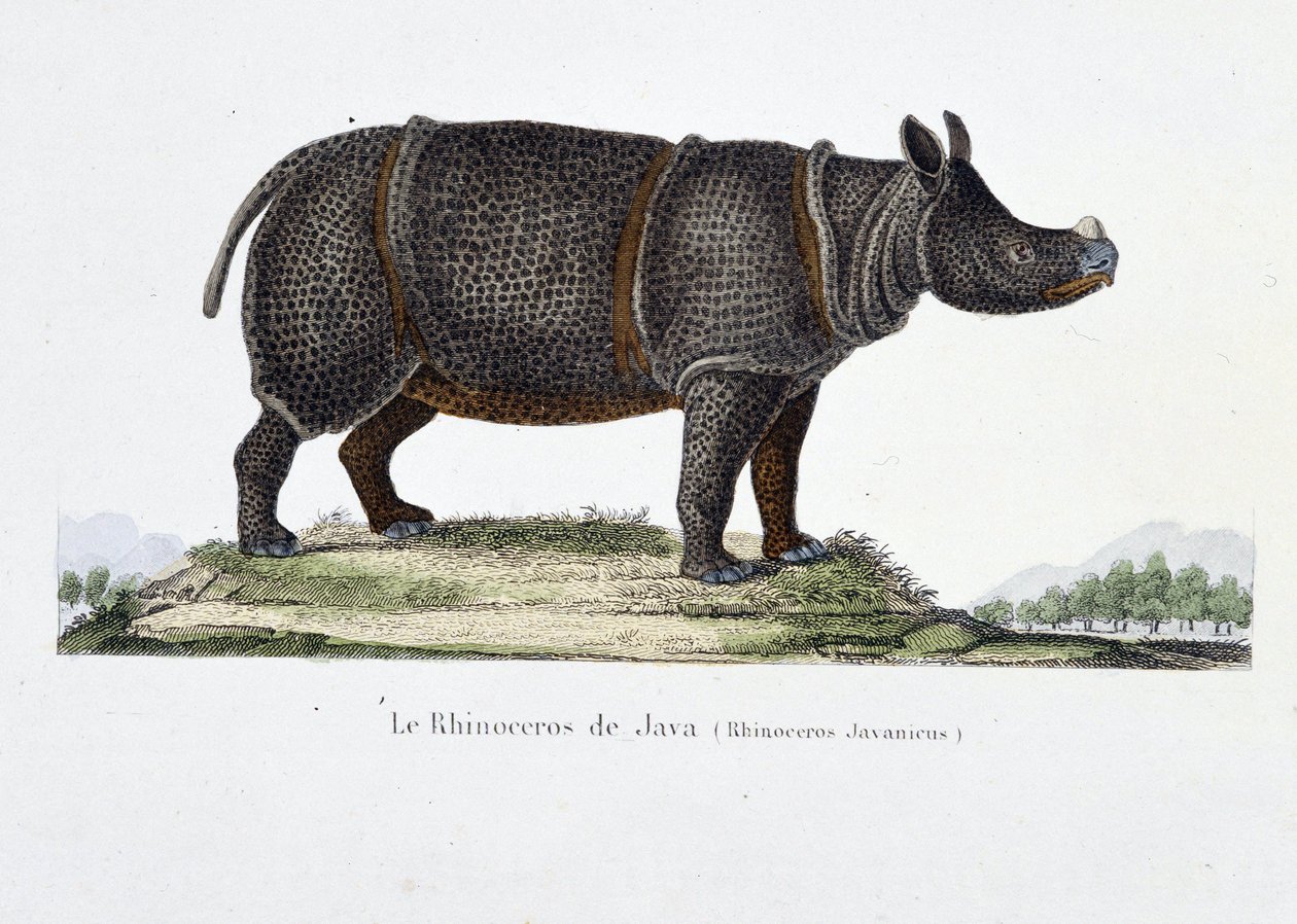 Tavola zoologica rappresentante il Rinoceronte di Giava (Rhinoceros Javanicus) - in "Complete Works of Buffon" di Georges Louis Leclerc, Conte di Buffon (1707 - 1788). Incisione del 1837 da Georges Louis Leclerc