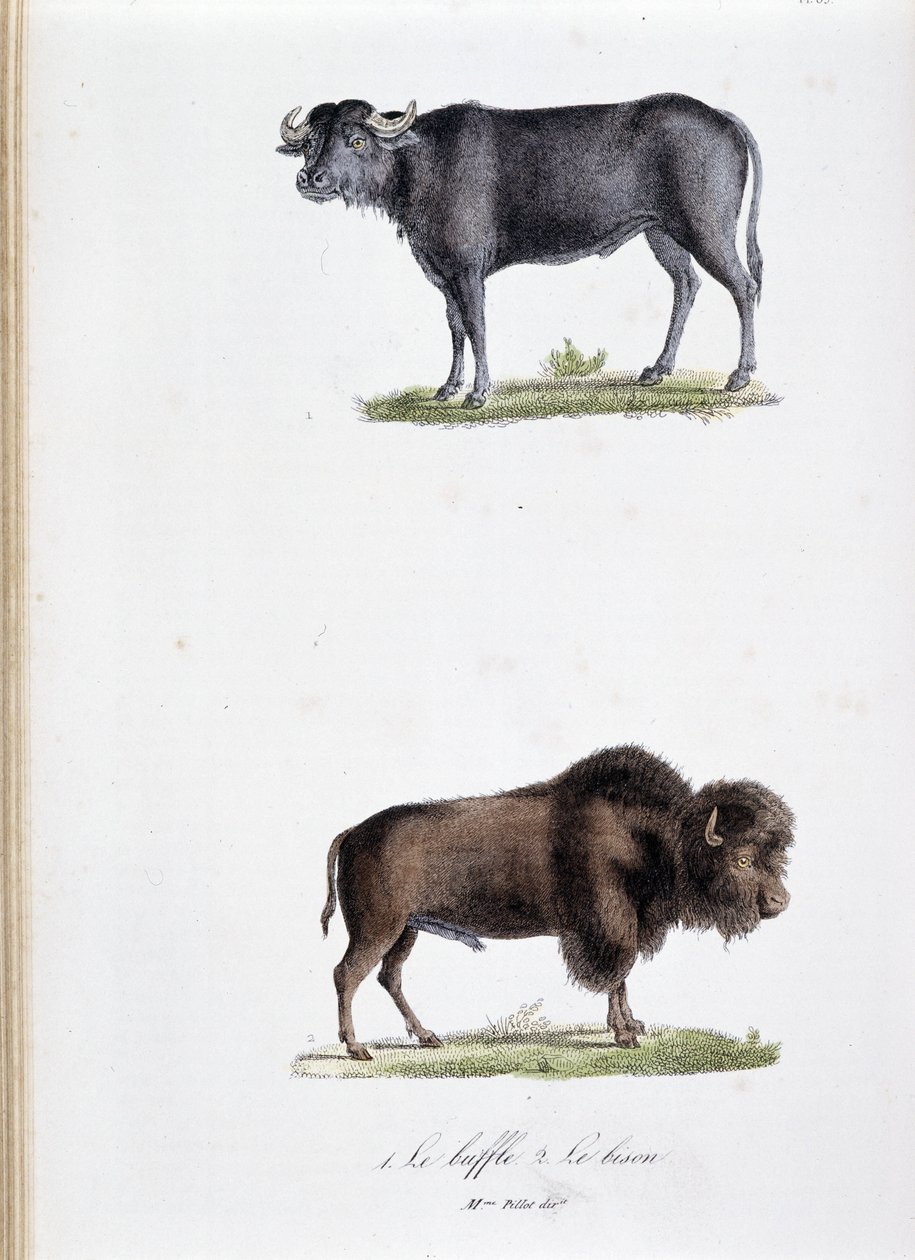 Tavola zoologica rappresentante 1. Il Bufalo e 2. Il Bisonte - in "Opere complete di Buffon" del naturalista Georges Louis Leclerc, Conte di Buffon (1707 - 1788). Incisione del 1837 da Georges Louis Leclerc