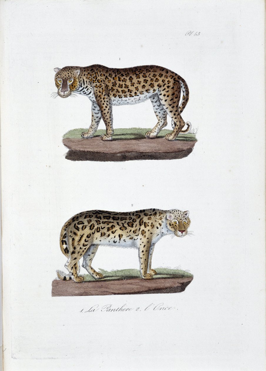 Tavola di storia naturale: Tavola zoologica che rappresenta 1. Il Panghere e 2. L