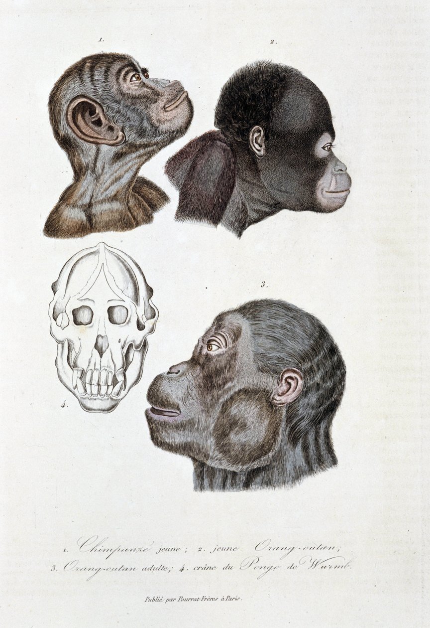 Tavola di storia naturale: Tavola zoologica che rappresenta 1. Giovane scimpanzé; 2. giovane orangutan (orang-utan, orang-outang, orang-utang); 3. orangutan adulto; 4. Cranio del Pongo de Wurmb - in 